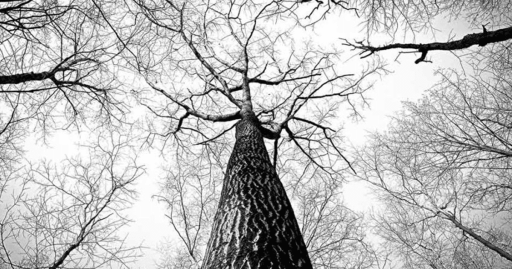 Diseased branch with nearby trees in background