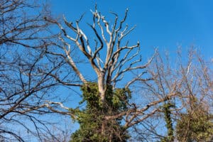 Drought-stressed tree with thinning canopy and dry leaves in a residential landscape